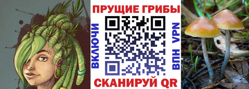 Псилоцибиновые грибы GOLDEN TEACHER  Ленинск-Кузнецкий 